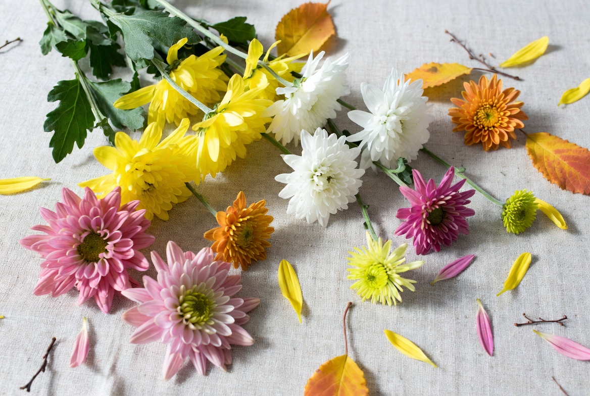 November Birth Flowers