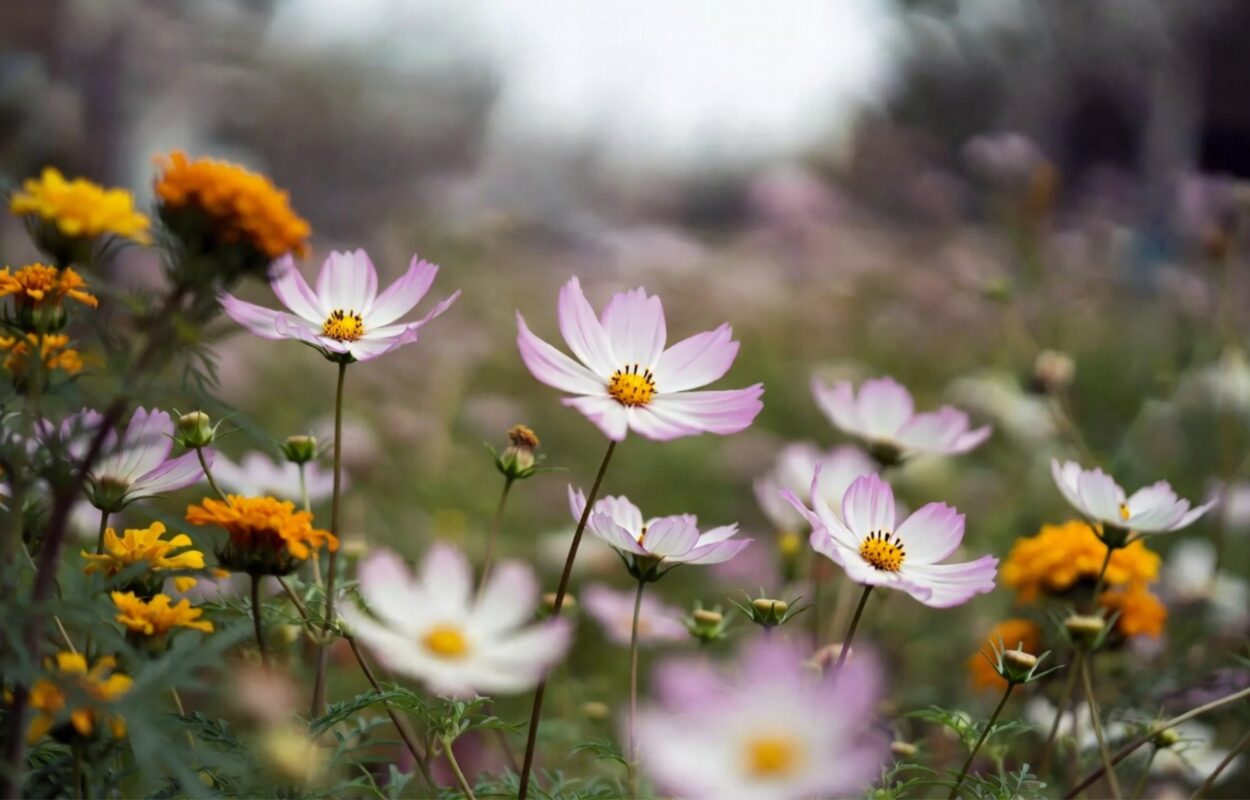 October Birth Flowers
