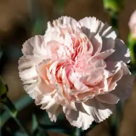 The Complete Guide to Rose Flowers: History, Types, Care, Meaning & Uses