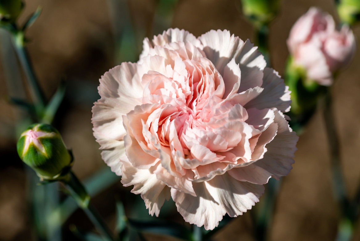 Top 10 Most Popular Flowers