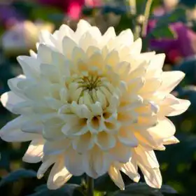 The Complete Guide to Rose Flowers: History, Types, Care, Meaning & Uses