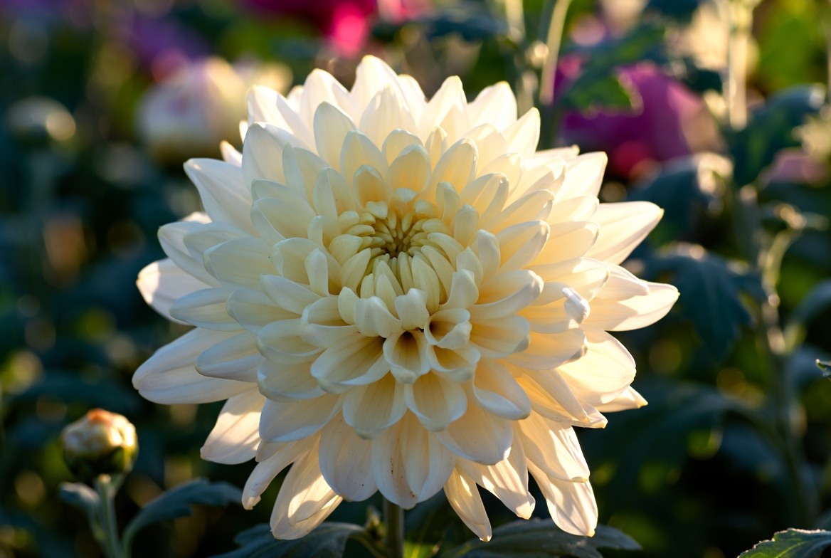 Top 10 Most Popular Flowers