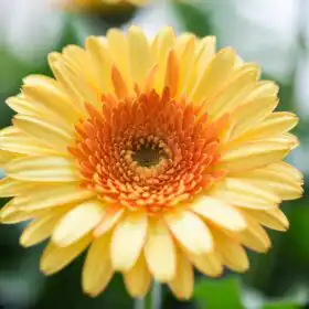 The Complete Guide to Rose Flowers: History, Types, Care, Meaning & Uses