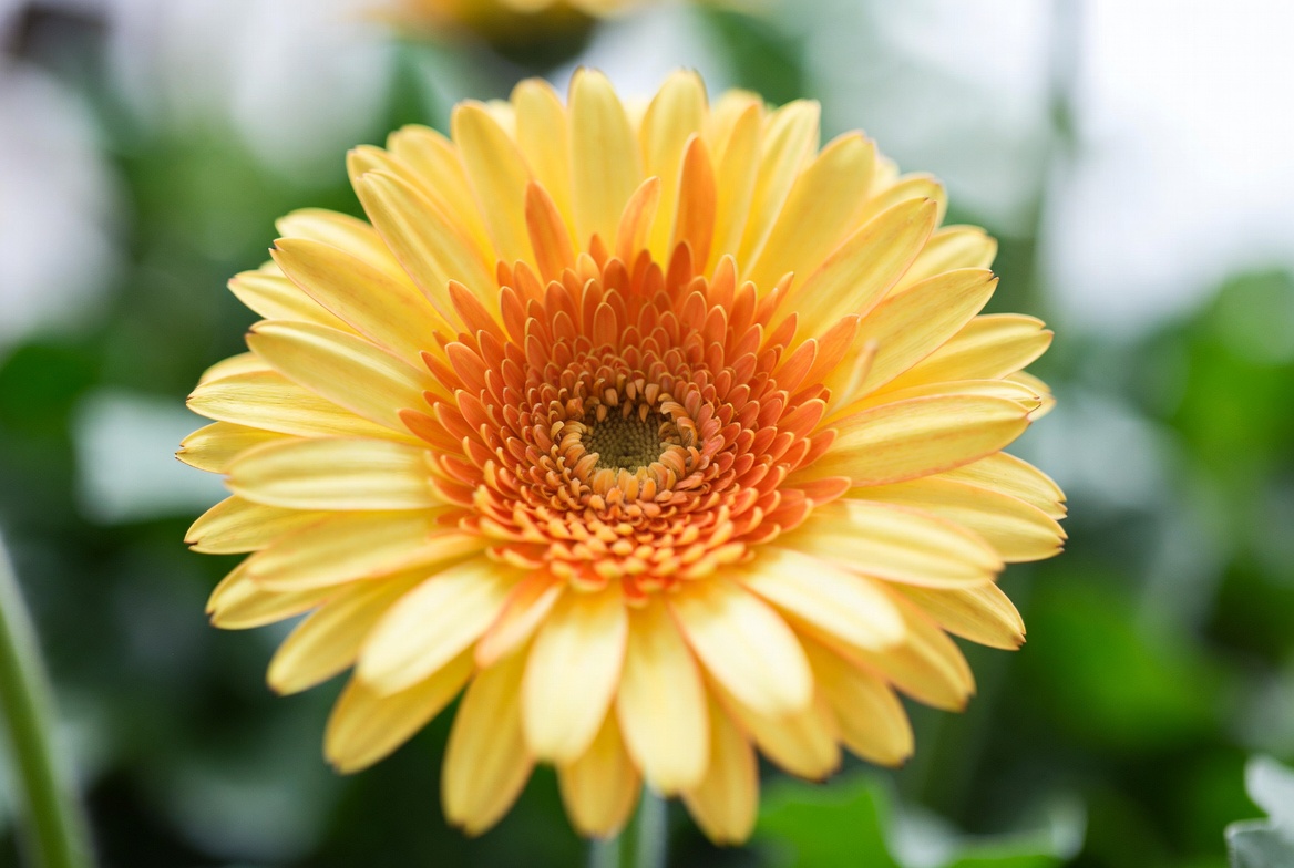 Top 10 Most Popular Flowers