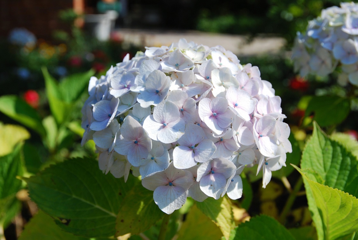 Top 10 Most Popular Flowers