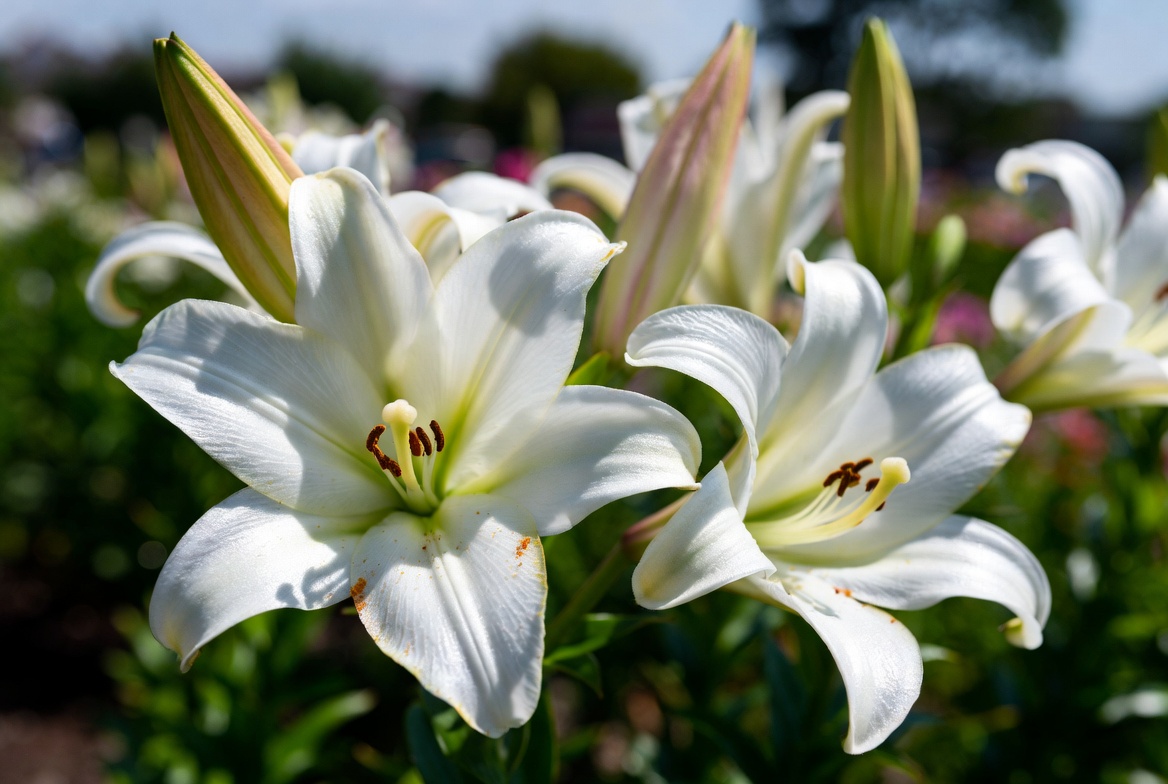 Top 10 Most Popular Flowers