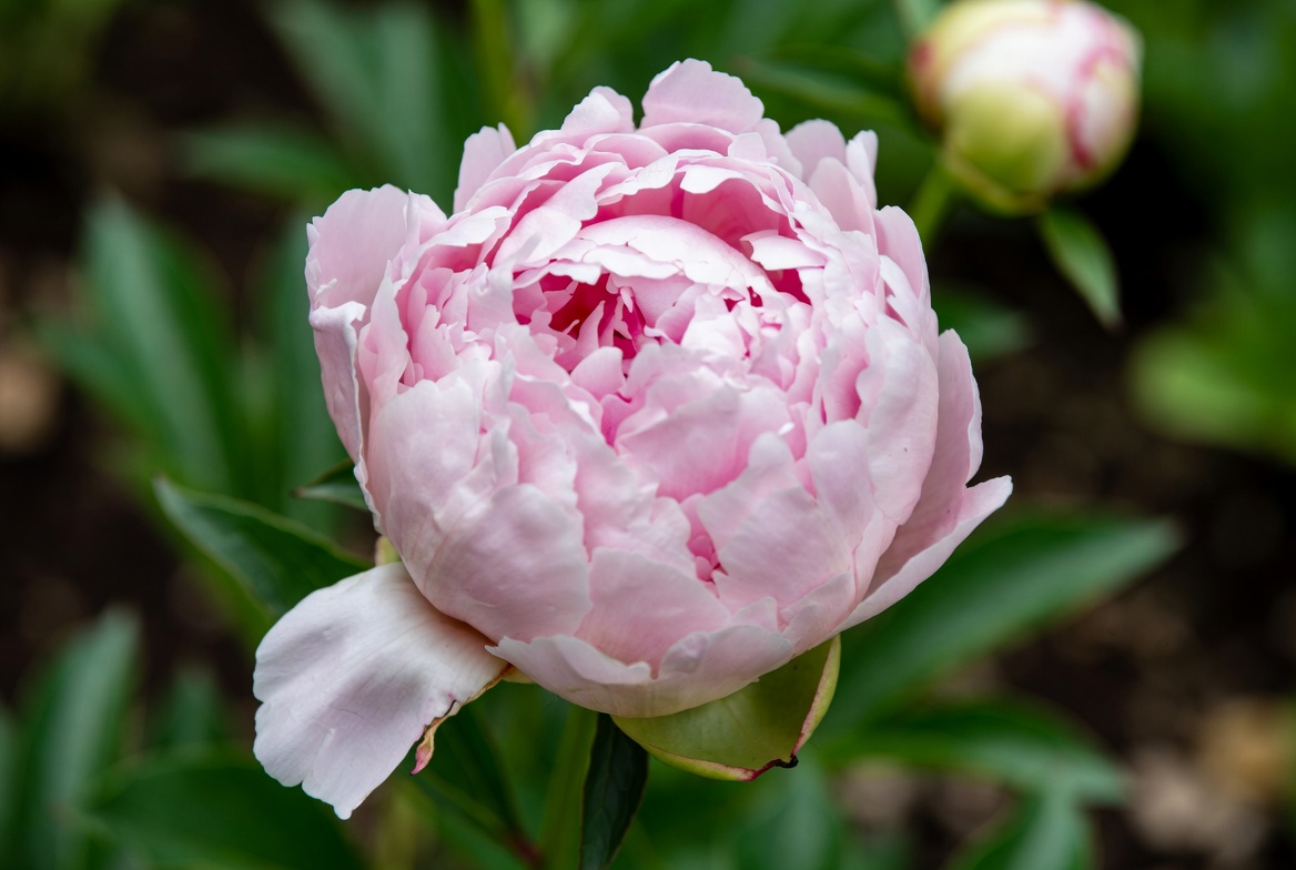 Top 10 Most Popular Flowers