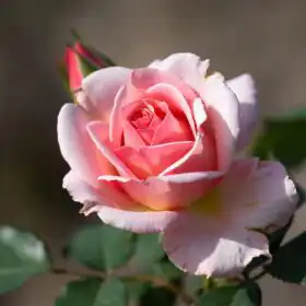 The Complete Guide to Rose Flowers: History, Types, Care, Meaning & Uses