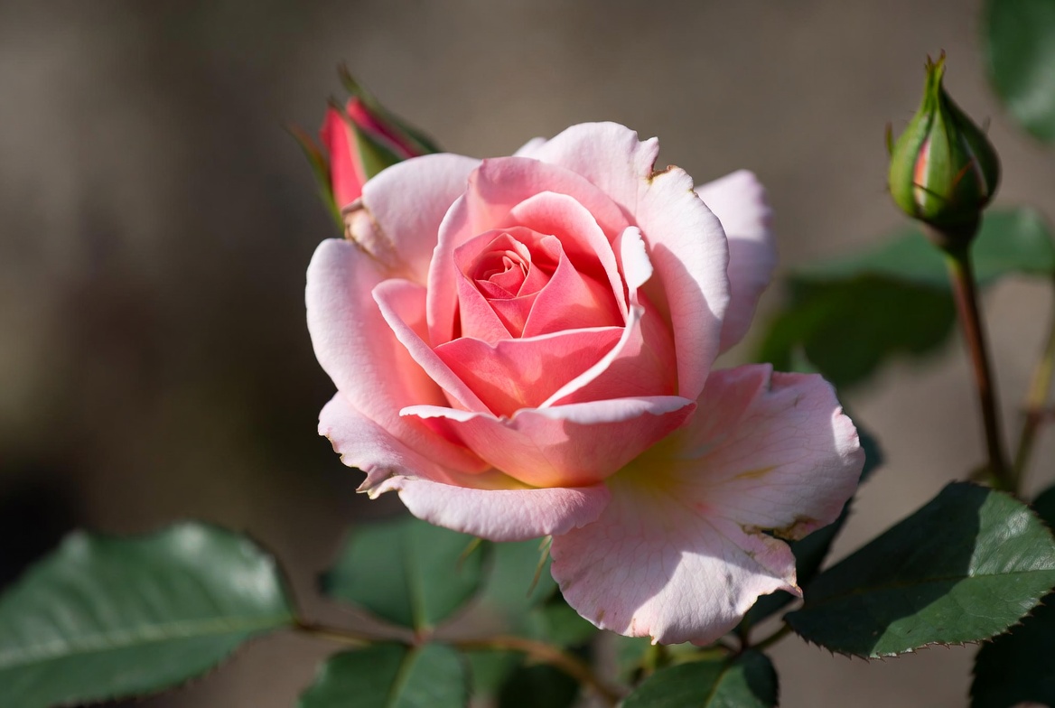 Top 10 Most Popular Flowers