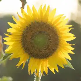 The Complete Guide to Rose Flowers: History, Types, Care, Meaning & Uses