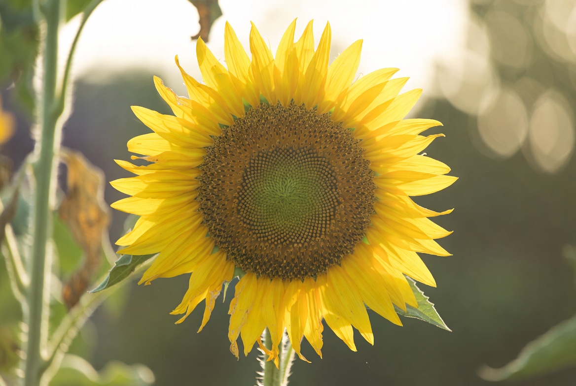 Top 10 Most Popular Flowers